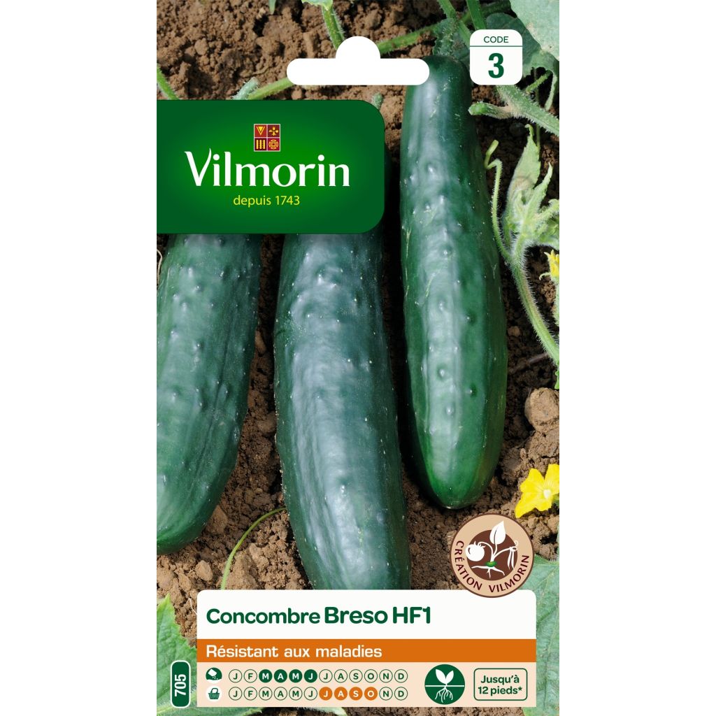 Salat-Gurke Breso F1 - Vilmorin