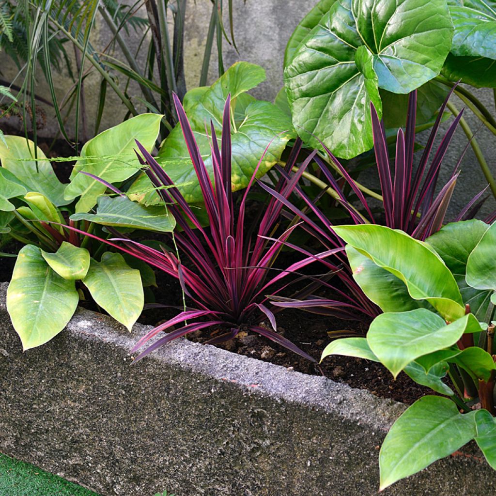 Cordyline australis Pink passion - Keulenlilie