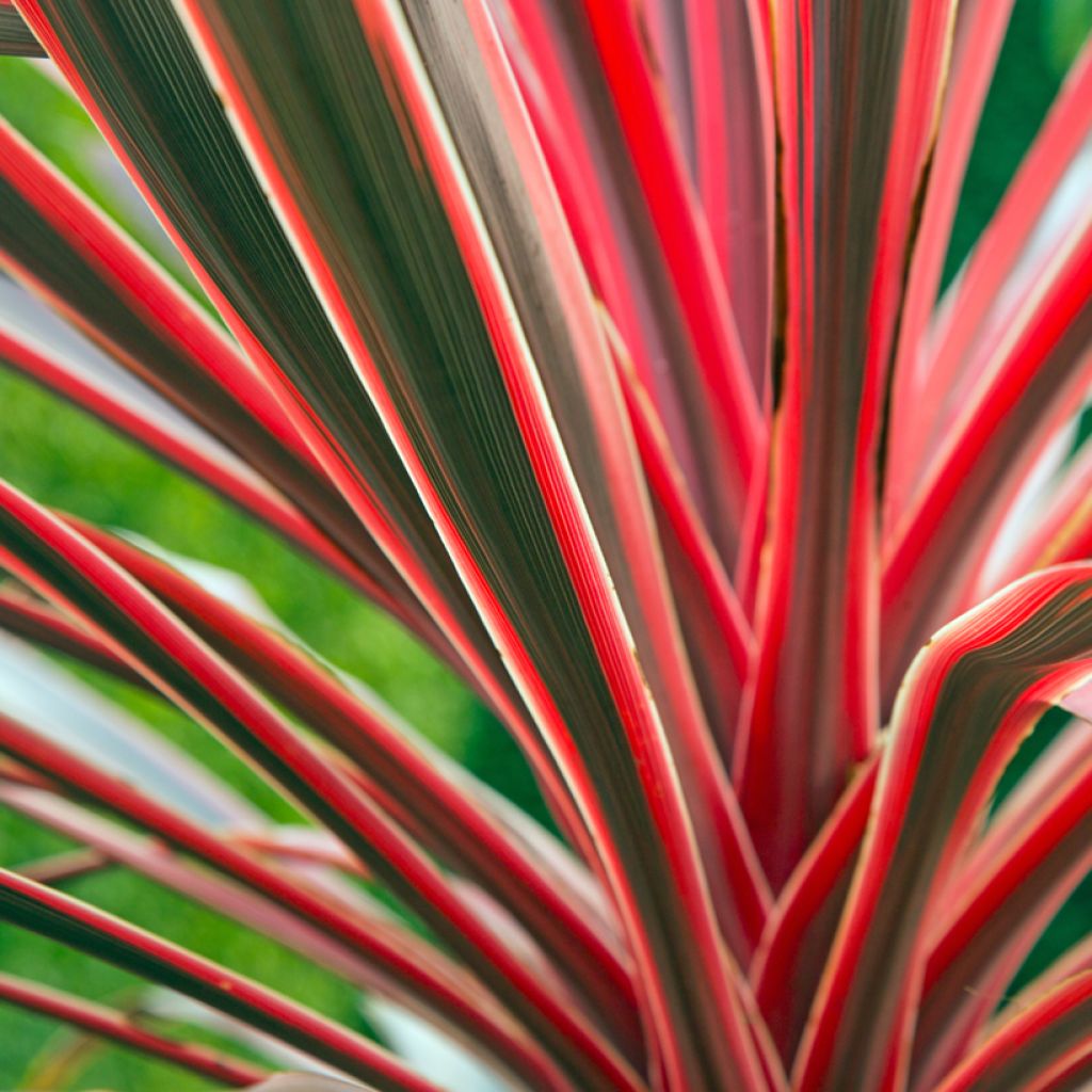 Cordyline australis Pink passion - Keulenlilie