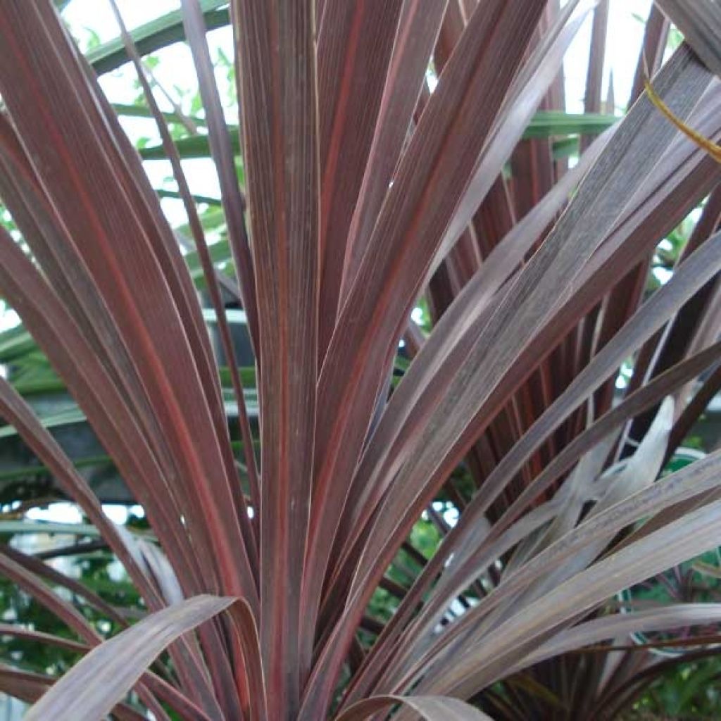 Cordyline australis Red Star - Keulenlilie