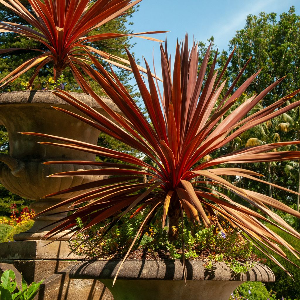 Cordyline australis Red Star - Keulenlilie