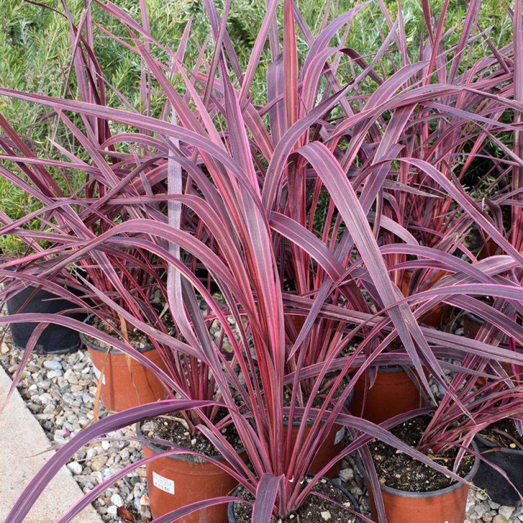 Cordyline australis Sunrise - Keulenlilie