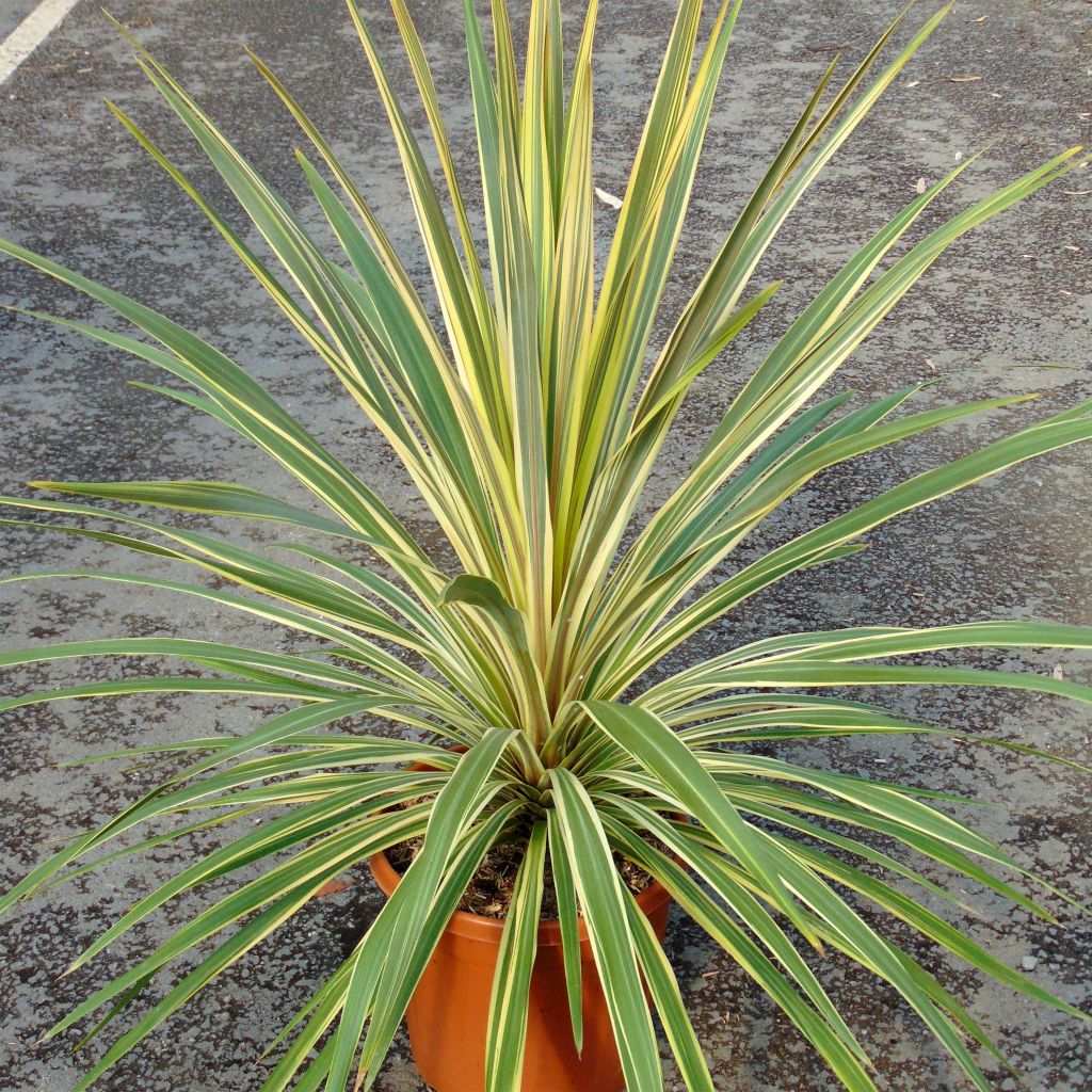 Cordyline australis Torbay Dazzler