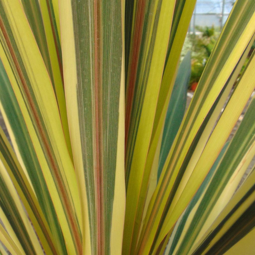 Cordyline australis Torbay Dazzler