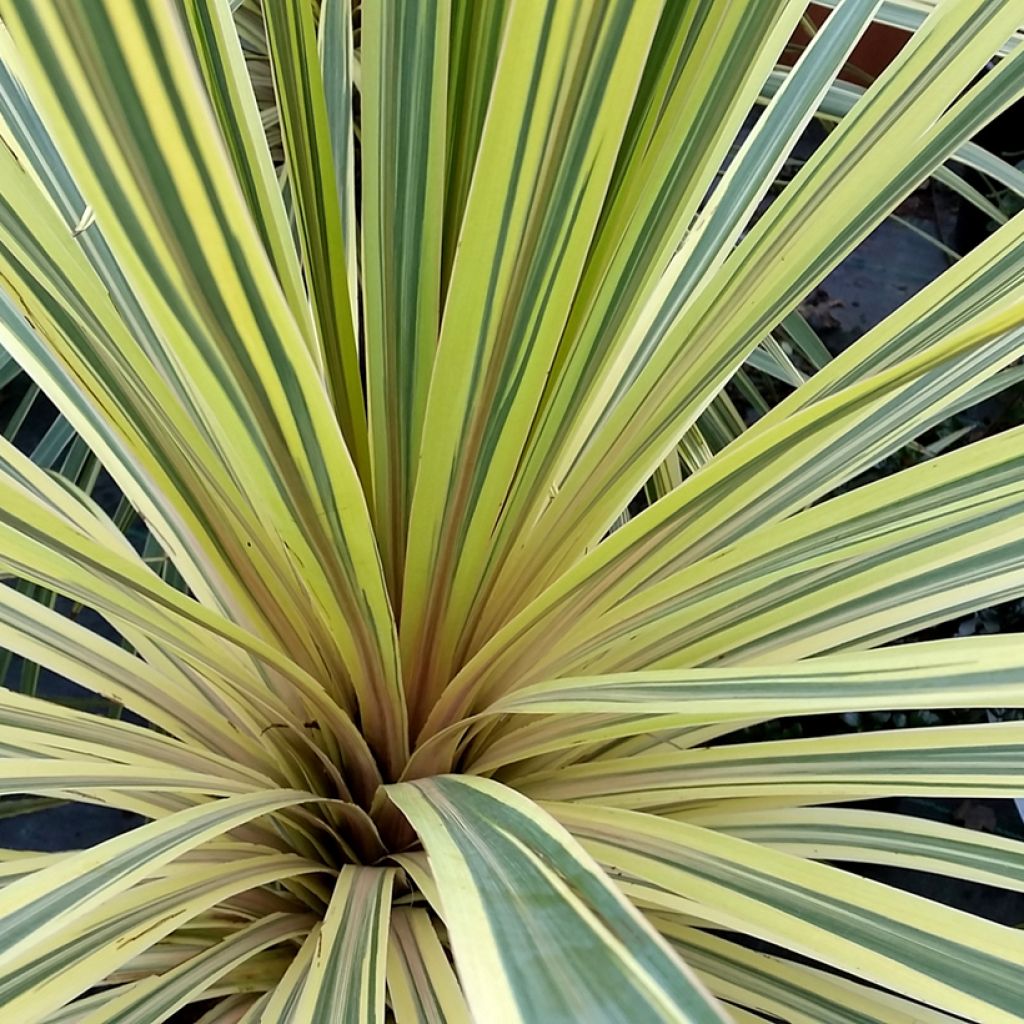 Cordyline australis Torbay Dazzler - Keulenlilie
