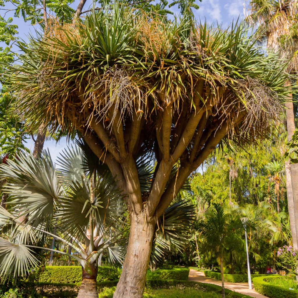 Cordyline australis - Keulenlilie