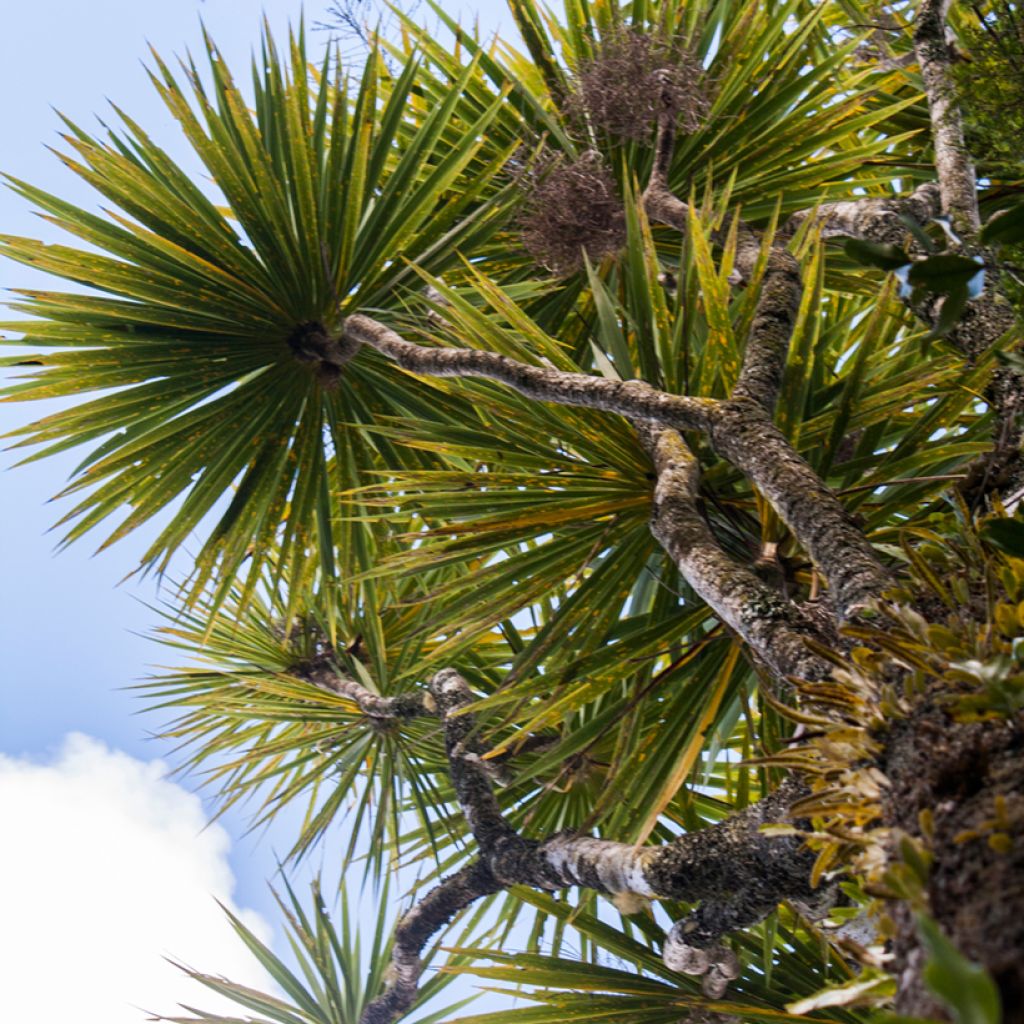 Cordyline australis - Keulenlilie