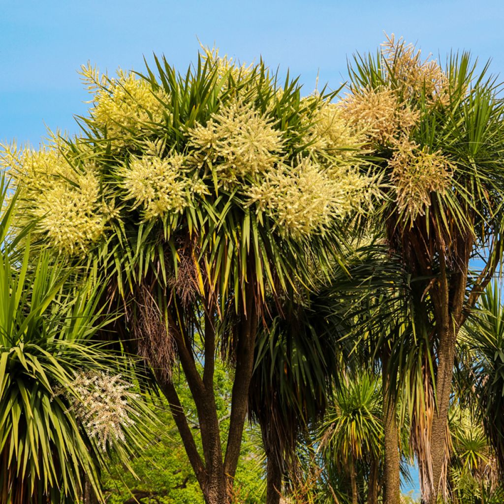Cordyline australis - Keulenlilie