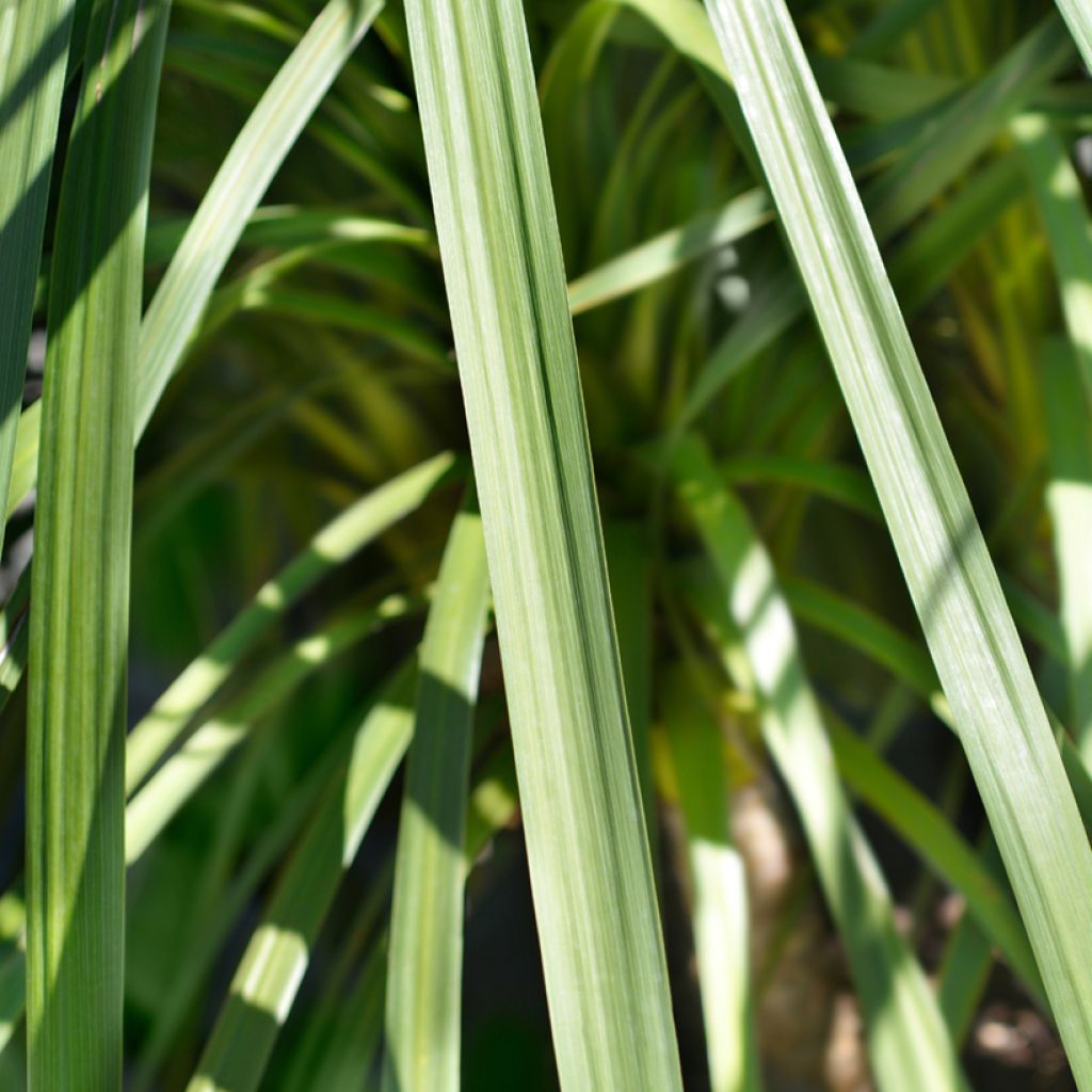 Cordyline indivisa - Keulenlilie