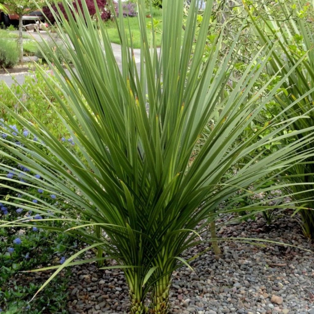 Cordyline indivisa - Keulenlilie