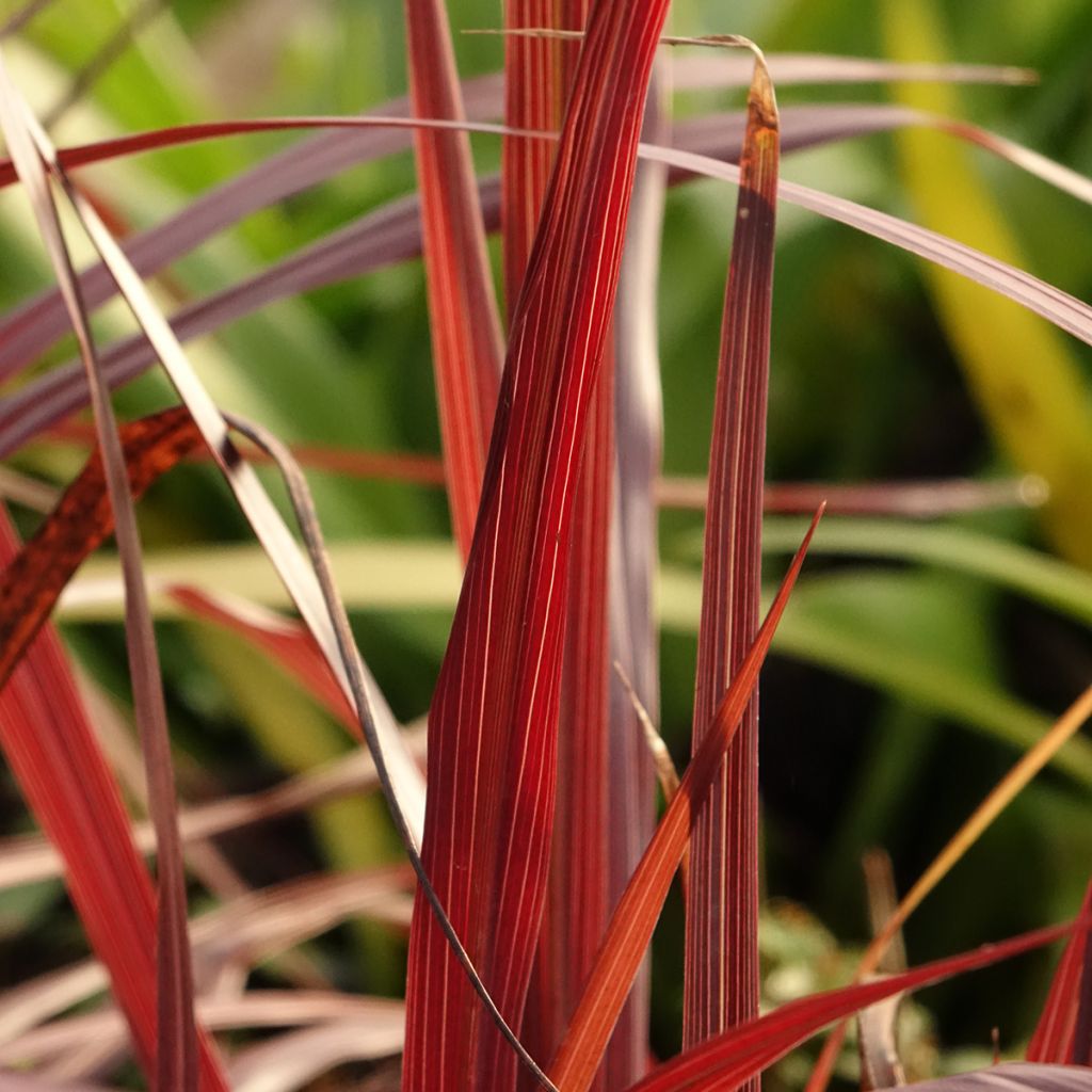 Cordyline australis Design a Line Burgundy - Keulenlilie
