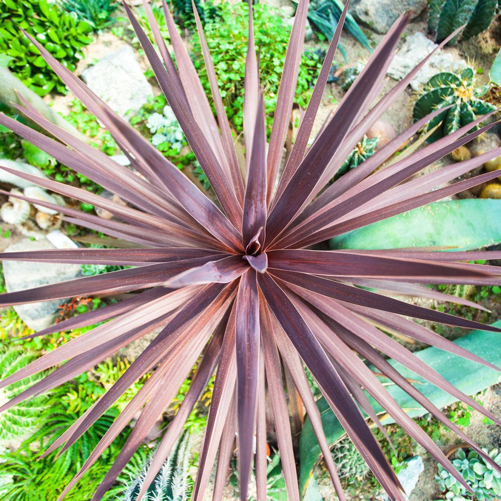 Cordyline australis purpurea (Samen) - Keulenlilie