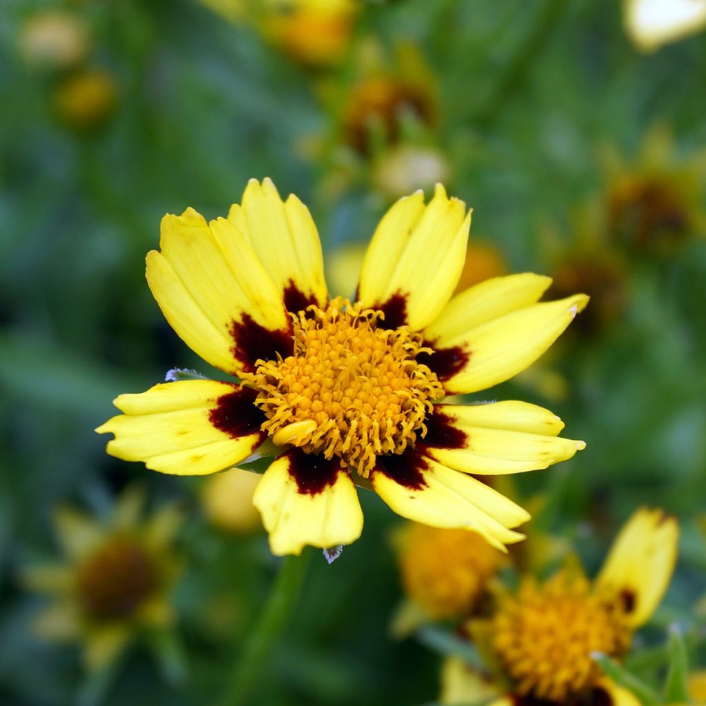 Mädchenauge Cosmic Eye - Coreopsis