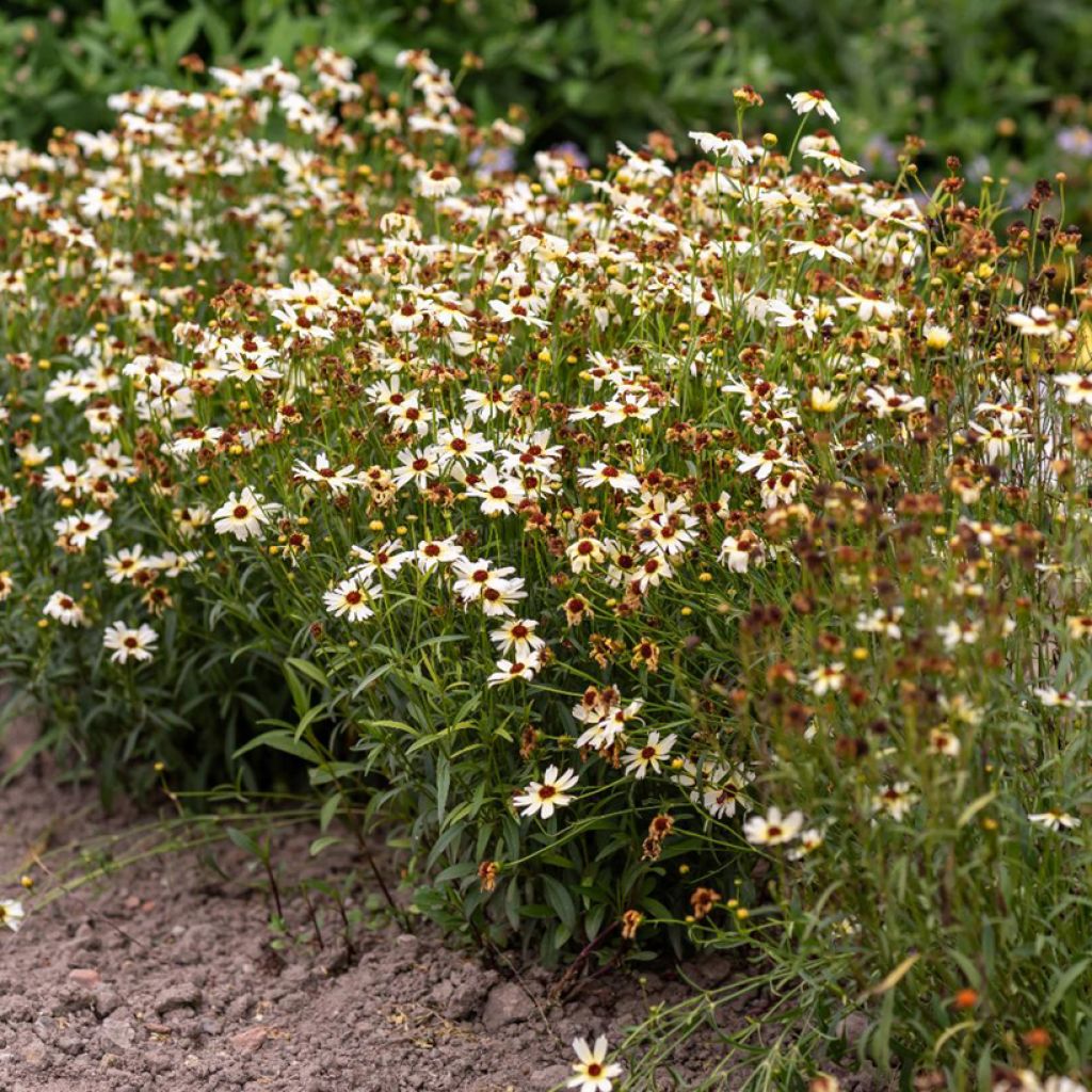 Mädchenauge Fool's Gold (Samen) - Coreopsis