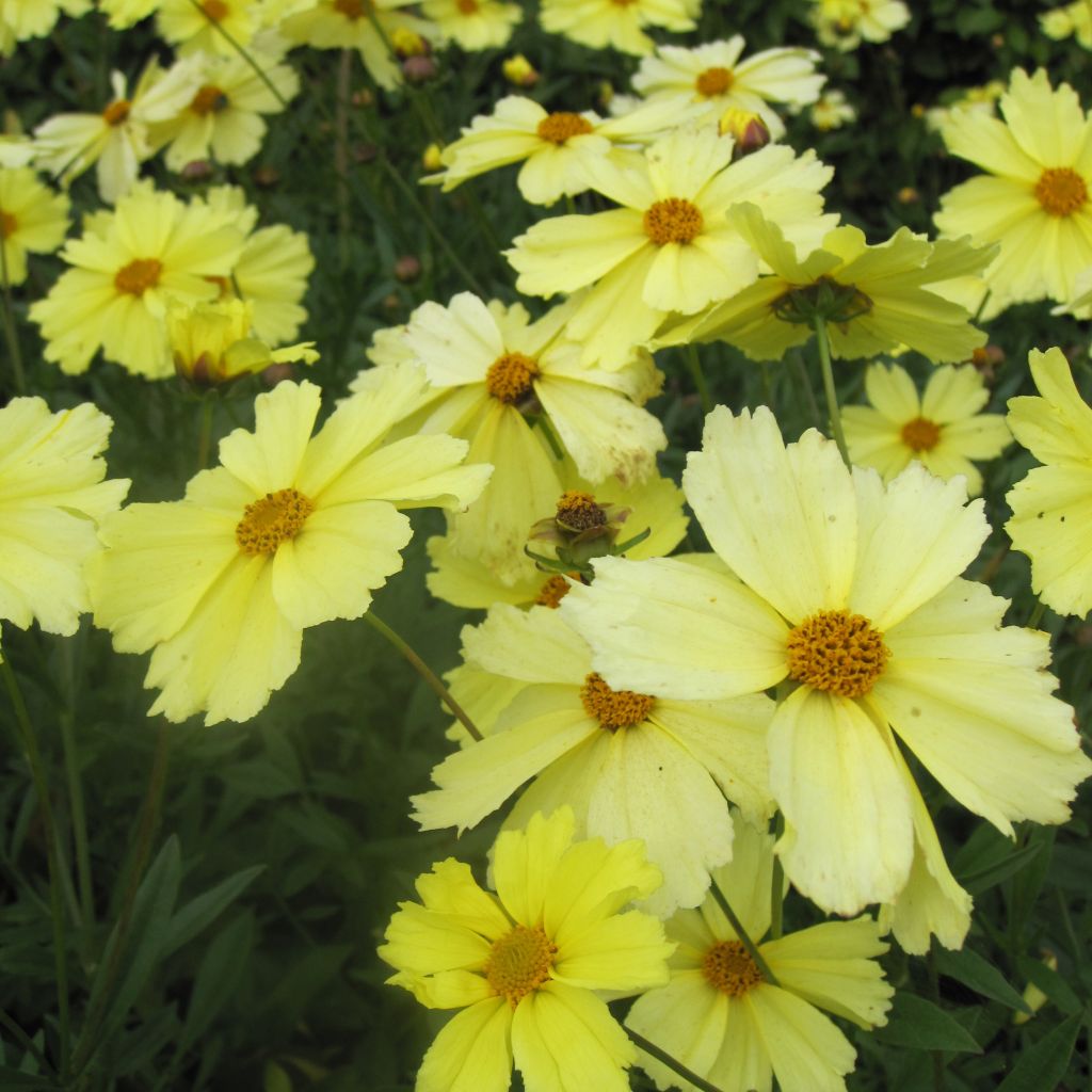 Mädchenauge Full Moon Madness - Coreopsis