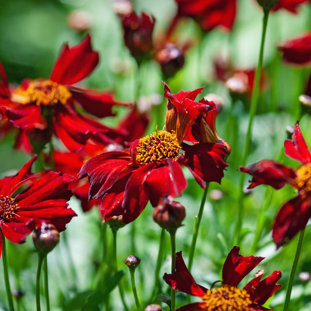 Mädchenauge Red Satin - Coreopsis verticilliata