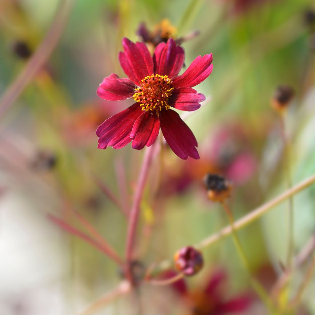 Mädchenauge Red Satin - Coreopsis verticilliata