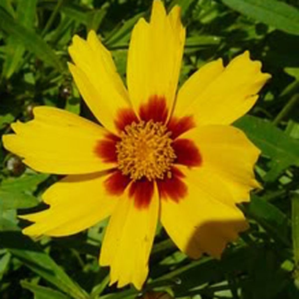 Großblumige Mädchenauge Tequila Sunrise - Coreopsis grandiflora