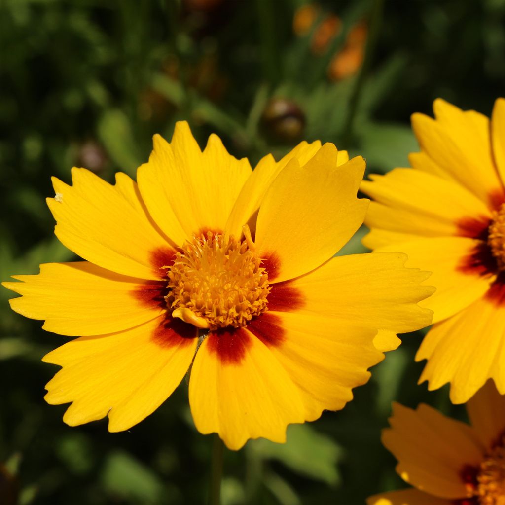 Großblumige Mädchenauge Tequila Sunrise - Coreopsis grandiflora