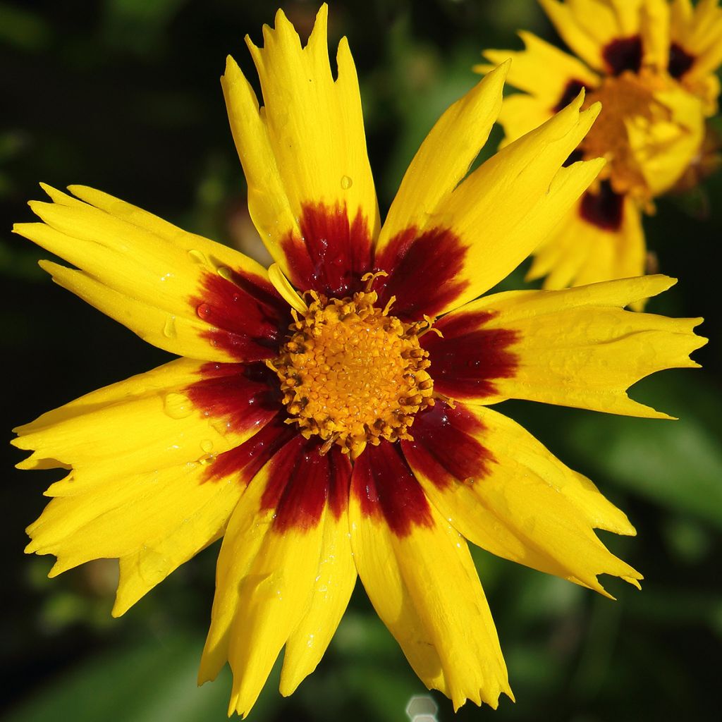 Großblumige Mädchenauge Sunkiss - Coreopsis grandiflora