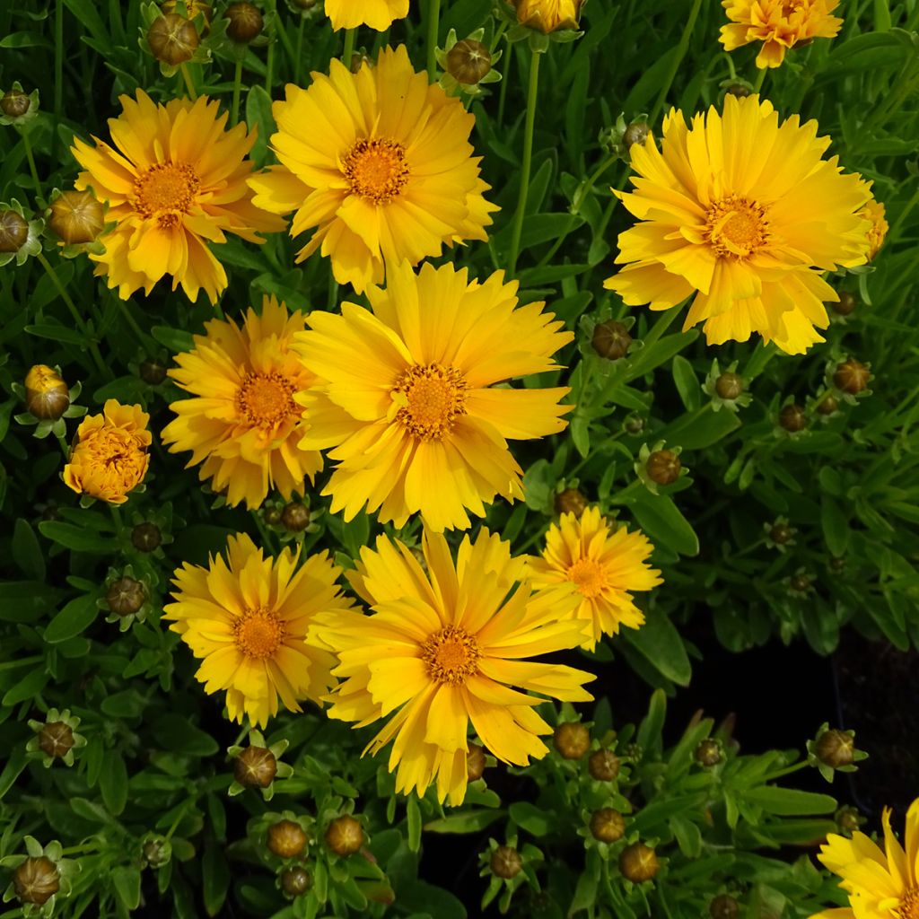 Großblumige Mädchenauge Sunray - Coreopsis grandiflora