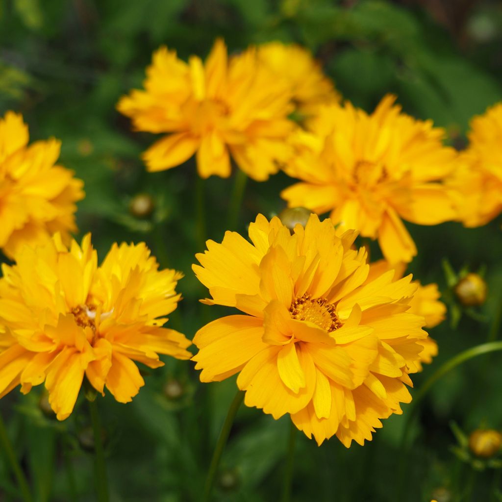 Großblumige Mädchenauge Sunray - Coreopsis grandiflora