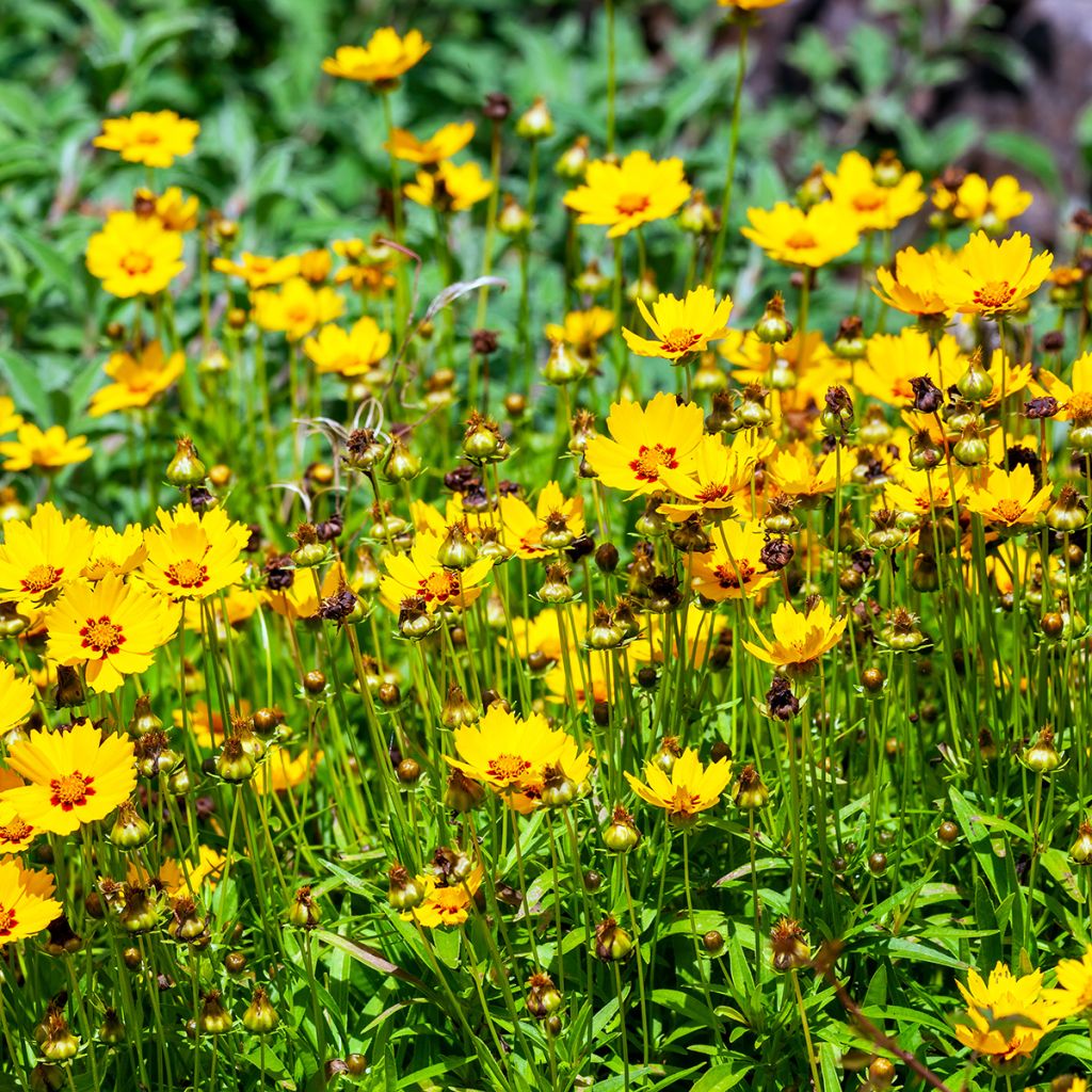 Zwergiges Mädchenauge Sterntaler - Coreopsis lanceolata