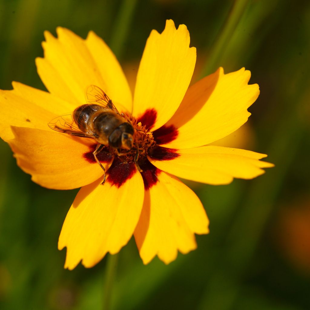 Zwergiges Mädchenauge Sterntaler - Coreopsis lanceolata