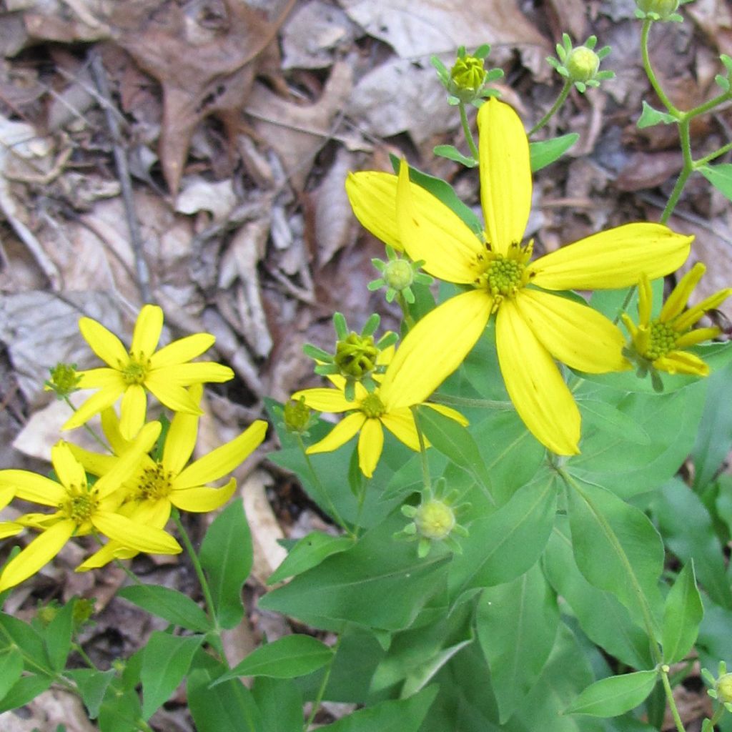 Coreopsis major - Mädchenauge