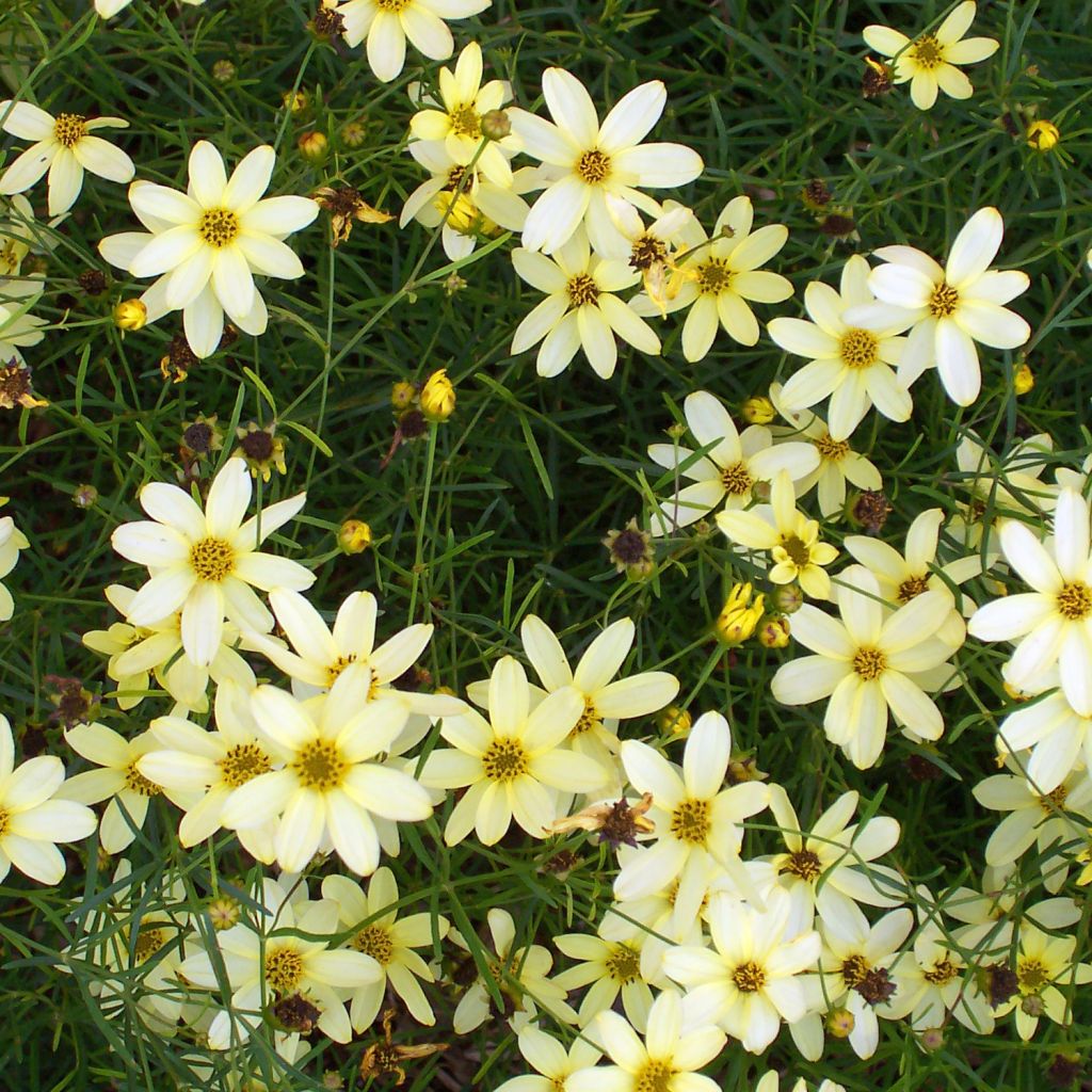 Mädchenauge Moonbeam - Coreopsis verticillata