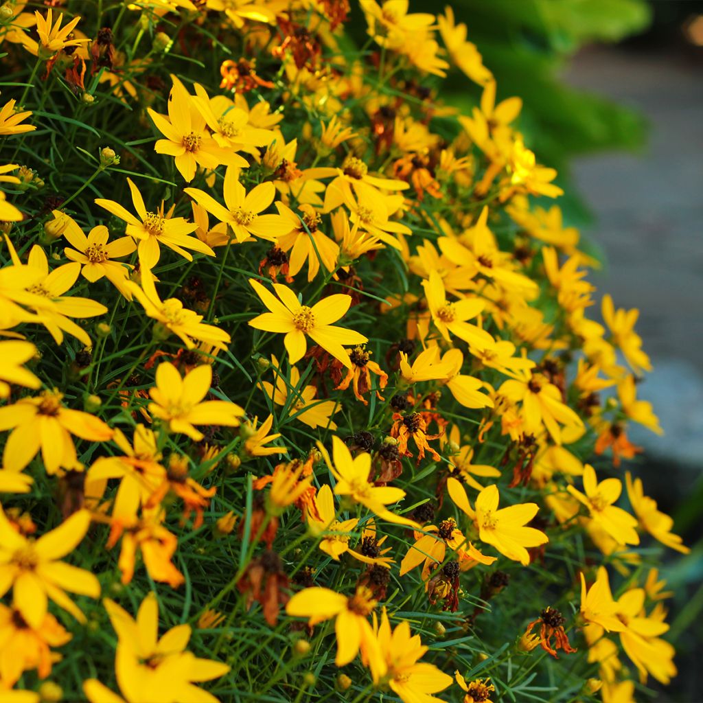Mädchenauge Zagreb - Coreopsis verticillata