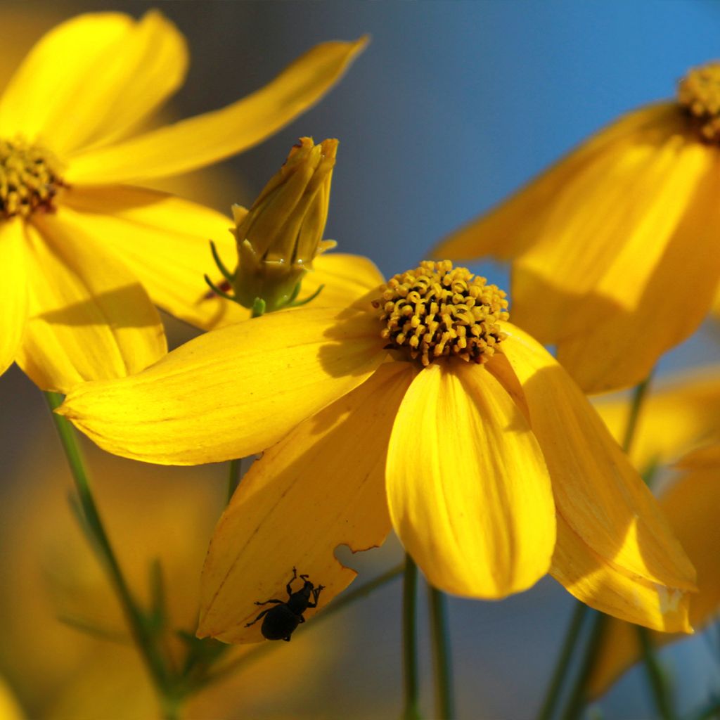 Mädchenauge Zagreb - Coreopsis verticillata