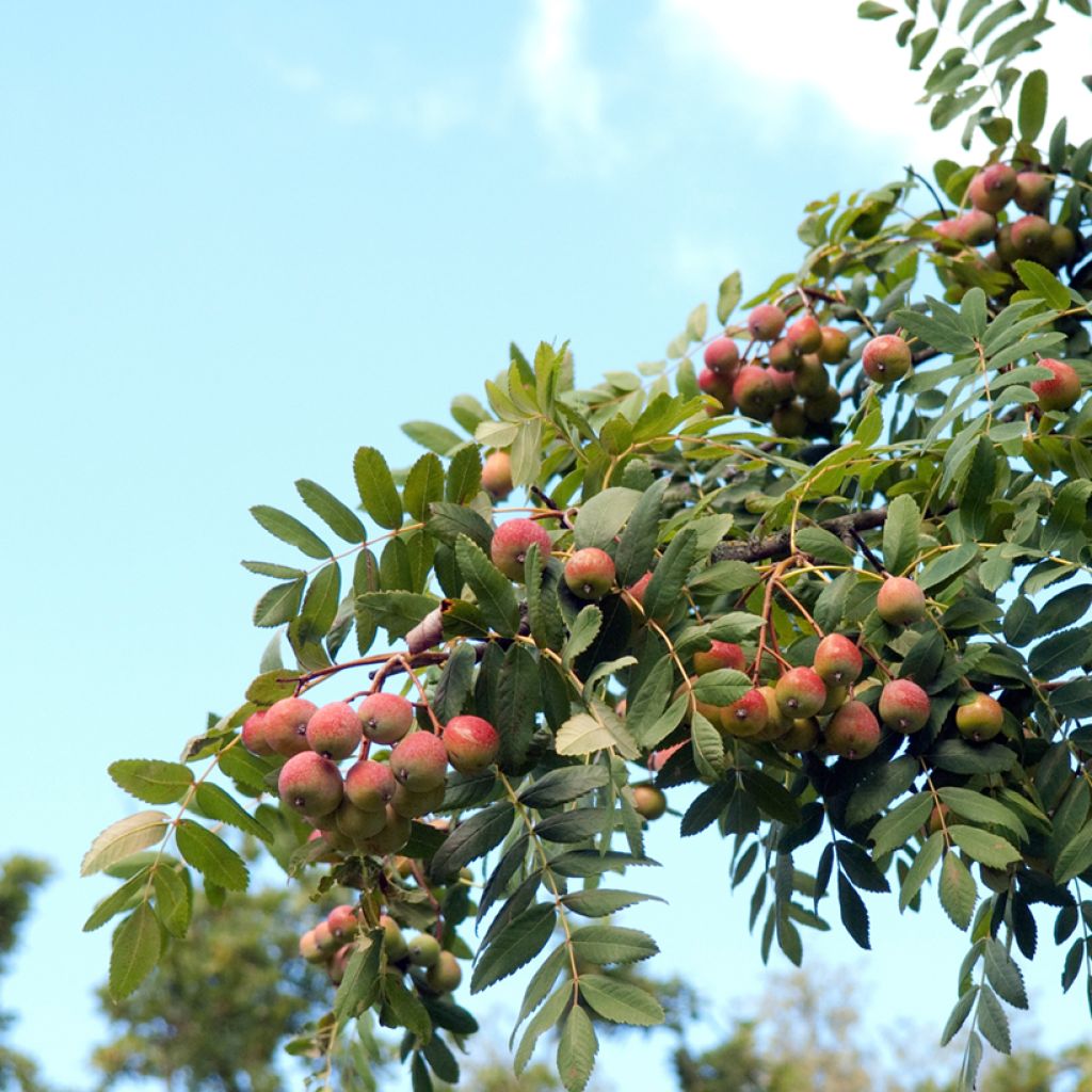 Sorbus domestica