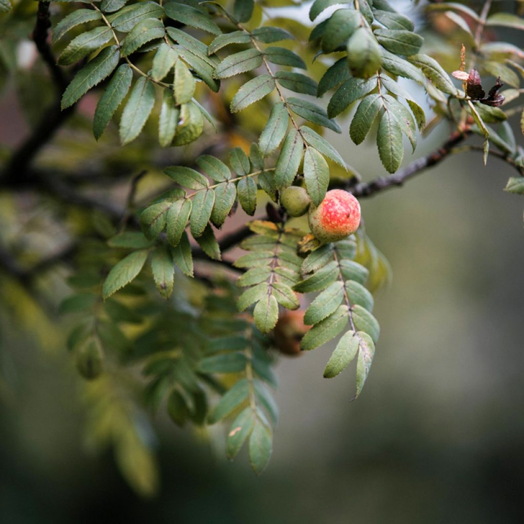 Sorbus domestica