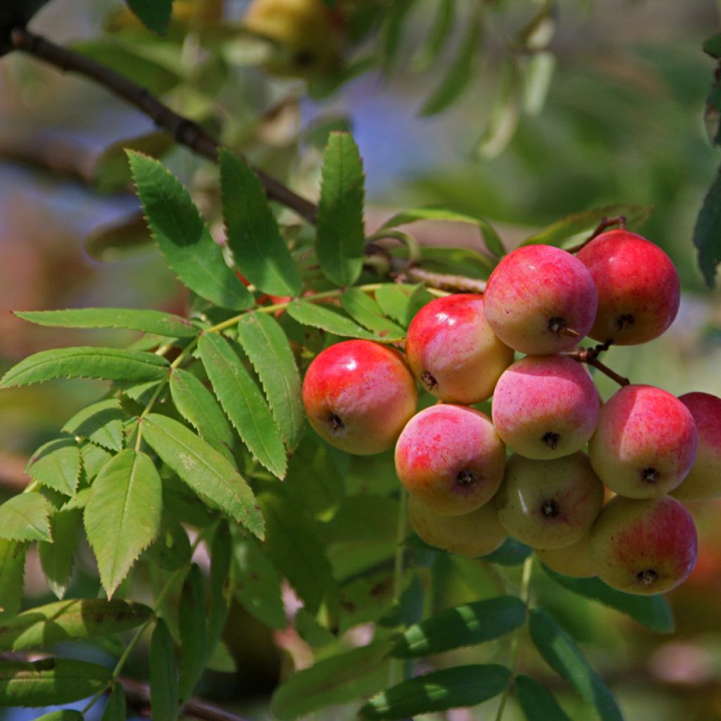 Sorbus domestica