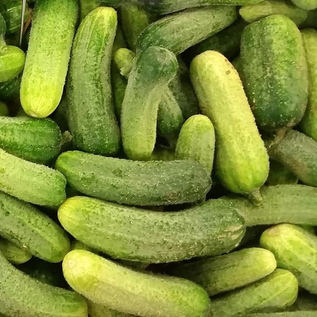 Einlegegurke Ceto