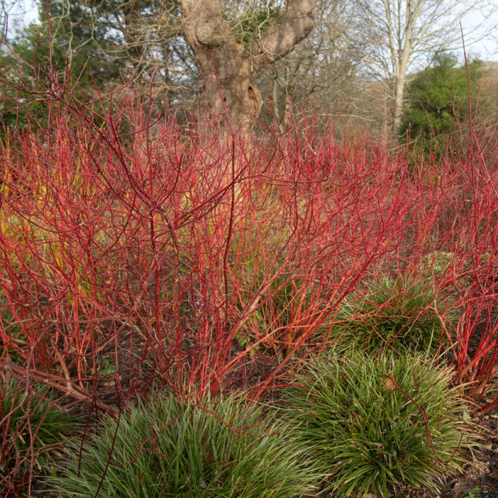 Cornus alba Baton Rouge - Tatarischer Hartriegel