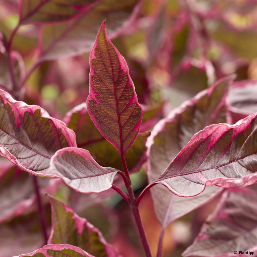 Cornus alba Miracle - Tatarischer Hartriegel