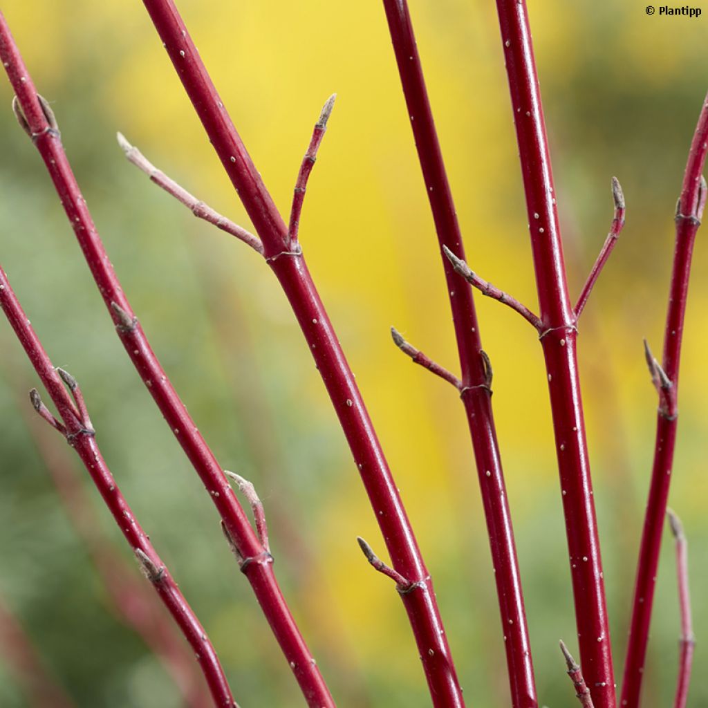 Cornus alba Miracle - Tatarischer Hartriegel