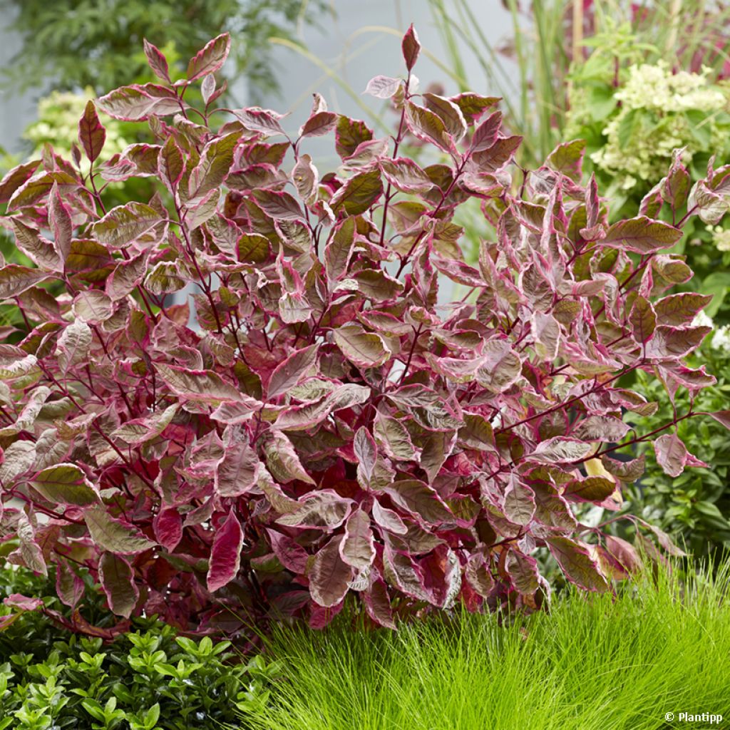 Cornus alba Miracle - Tatarischer Hartriegel
