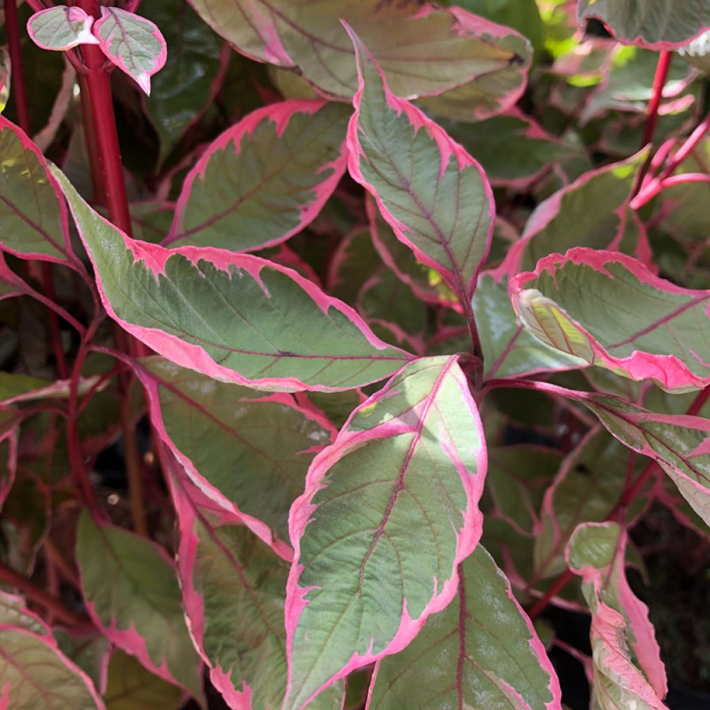 Cornus alba Miracle - Tatarischer Hartriegel
