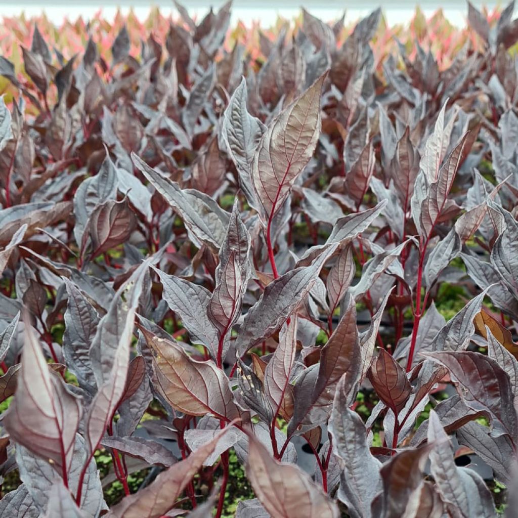 Cornus alba Nightfall - Tatarischer Hartriegel