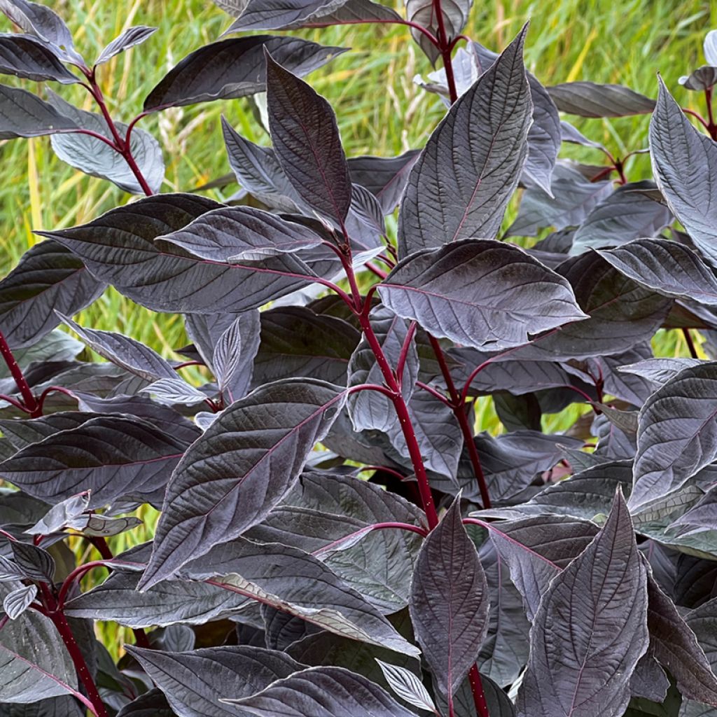 Cornus alba Nightfall - Tatarischer Hartriegel