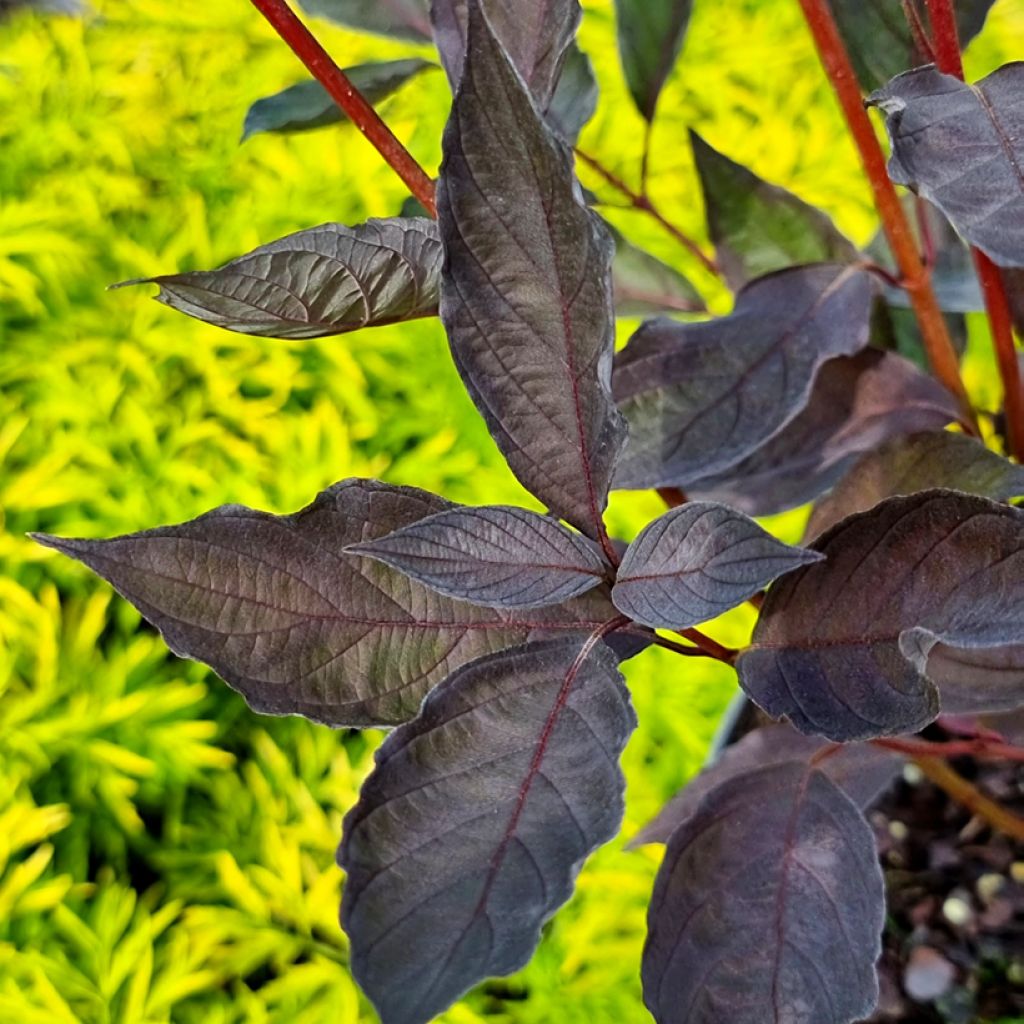 Cornus alba Nightfall - Tatarischer Hartriegel