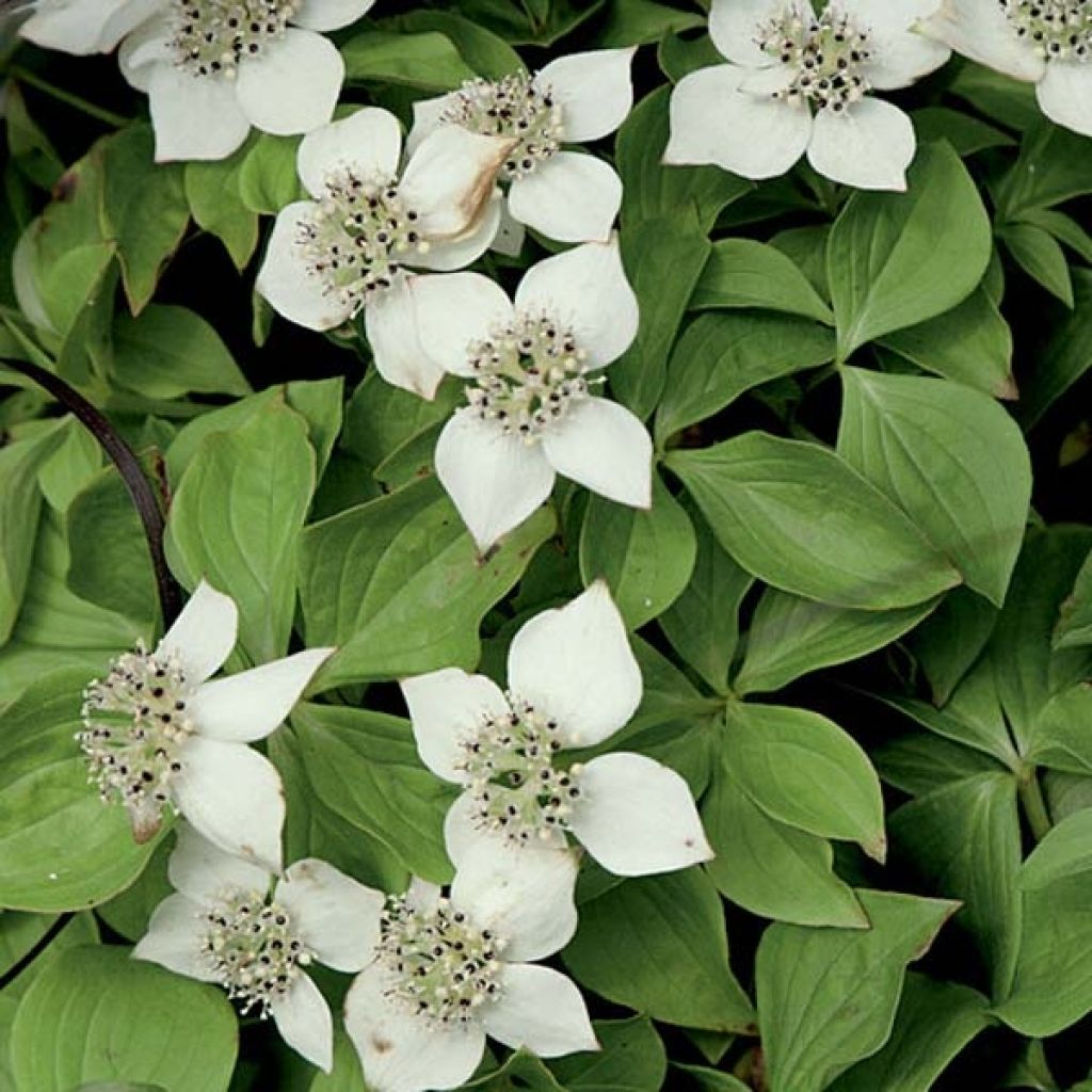 Cornus canadensis - Kanadischer Hartriegel