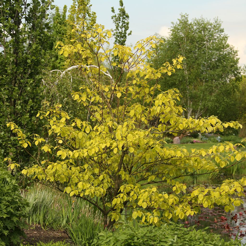 Benthams Hartriegel Candlelight - Cornus controversa