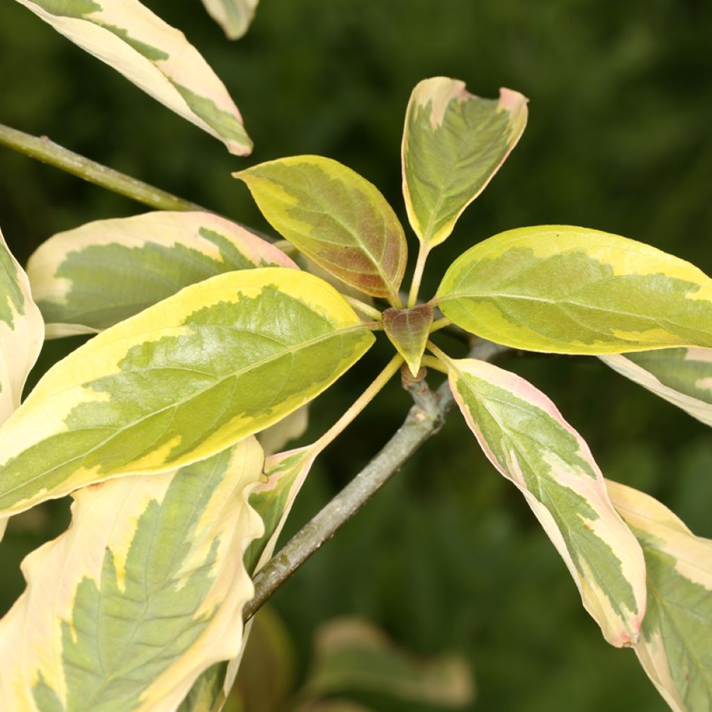 Benthams Hartriegel Gold Star - Cornus controversa