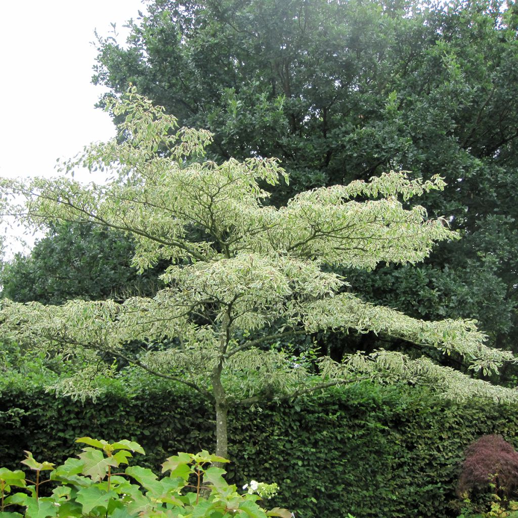 Benthams Hartriegel Variegata - Cornus controversa