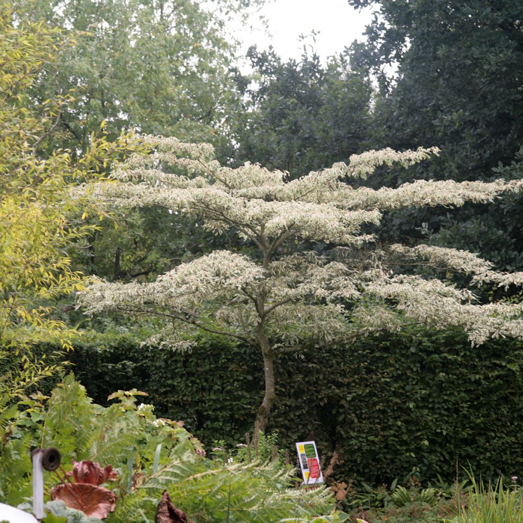 Benthams Hartriegel Variegata - Cornus controversa