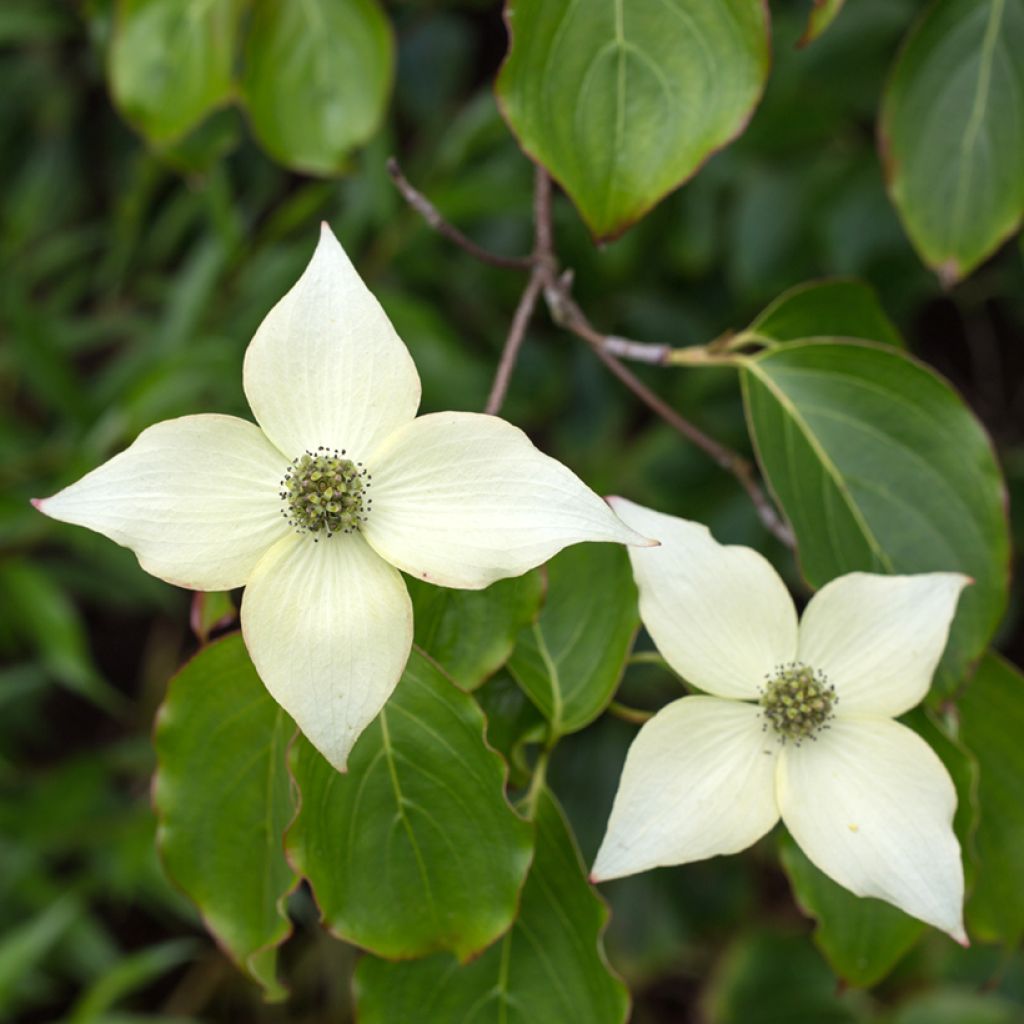 Japanischer Blumen-Hartriegel Chinensis - Cornus kousa